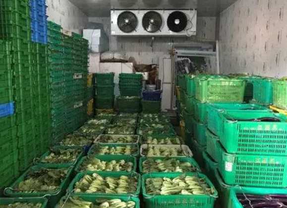 果蔬氣調(diào)保鮮冷庫為何要配套預(yù)冷間