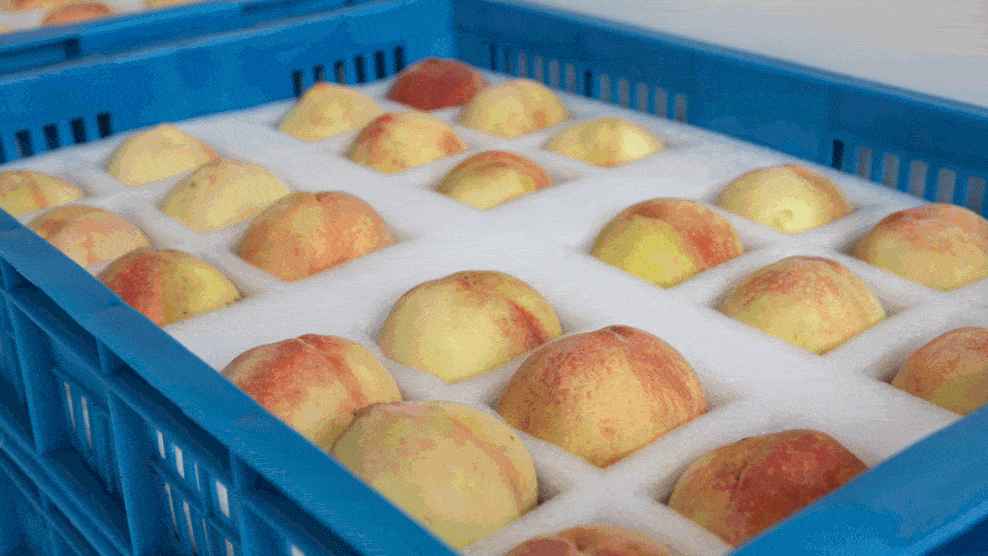 桃子冷庫(kù)的建造費(fèi)用是多少錢